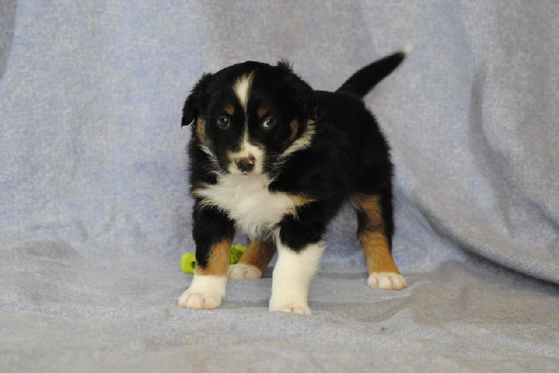 Hypnotic Dog - Berger Australien - Portée née le 05/12/2015